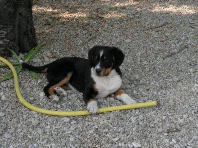 fifi - Bouvier Bernois (5 mois)