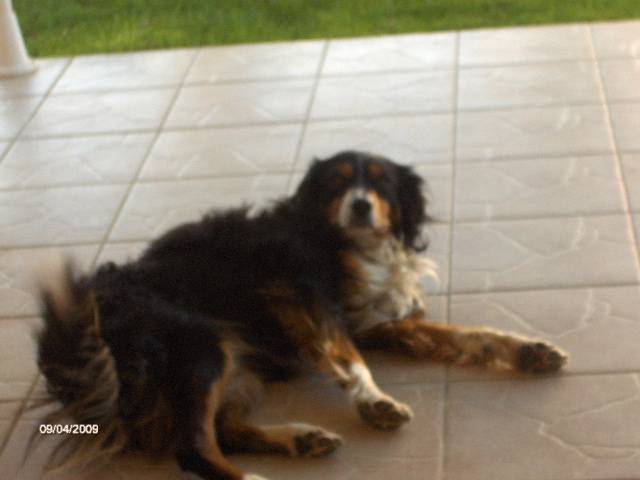 trix - Bouvier Bernois Mâle (7 ans)