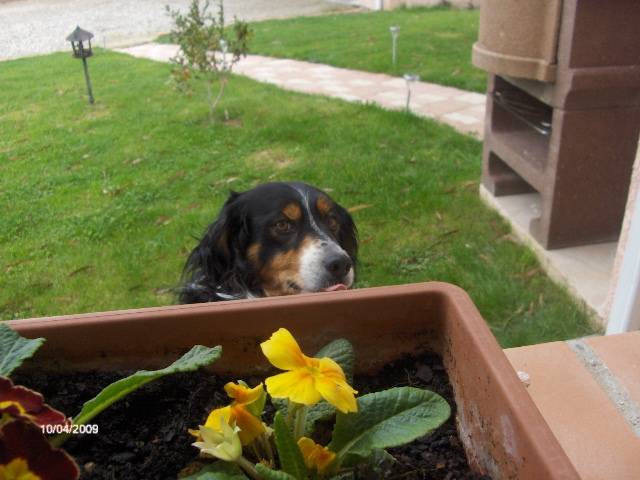 trix - Bouvier Bernois Mâle (7 ans)