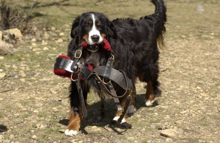 Riggs - Bouvier Bernois Mâle (3 ans)