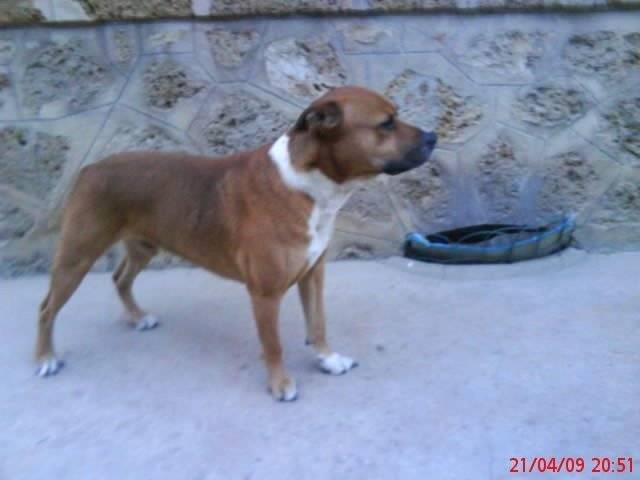 mia - Bouvier Bernois (3 mois)