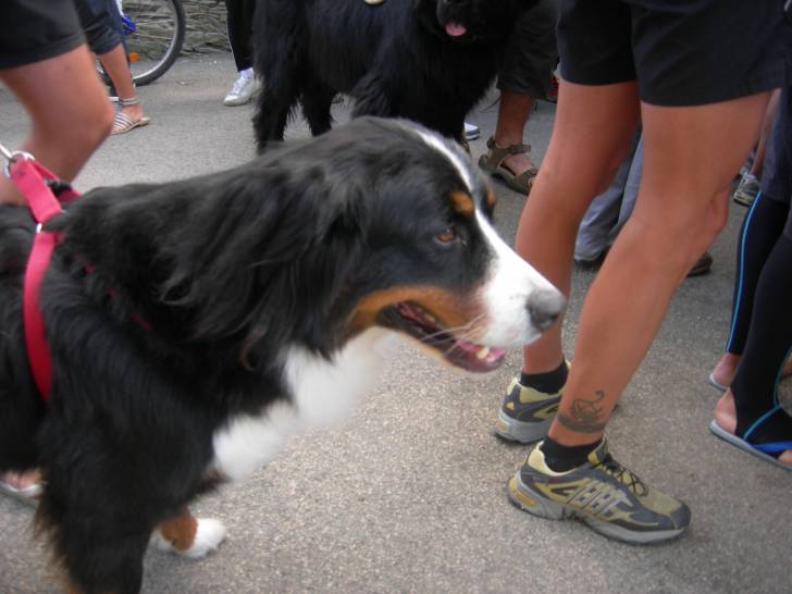 rayka - Bouvier Bernois (2 ans)