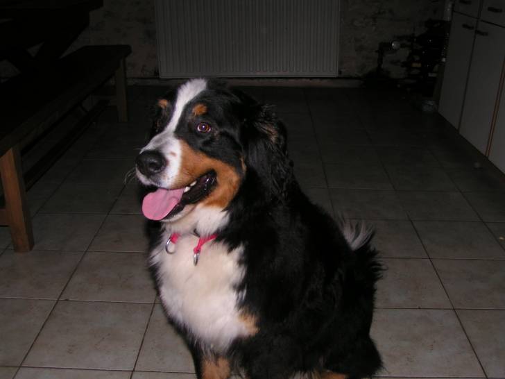 lorca - Bouvier Bernois (3 ans)