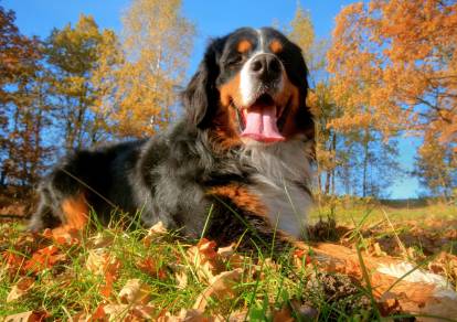Les grands chiens sont prédisposés à la dysplasie