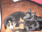 Roxy e Kisa Star - Bouvier Bernois Femelle (2 mois)