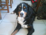 Valentine - Bouvier Bernois Femelle (5 ans)