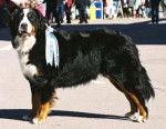 Bouvier Bernois - Bouvier Bernois