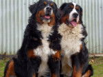 Evrest et Diva Bouviers Bernois - Bouvier Bernois