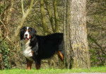 Evrest 13 mois - Bouvier Bernois (1 an et 1 mois)