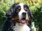 Celtik beau portrait de bouvier bernois - Bouvier Bernois