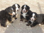 Irish et ses soeurs chiots Bouviers bernois - Bouvier Bernois