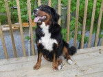 POUPOU - Bouvier Bernois Mâle (7 mois)