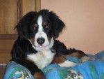 gandhi - Bouvier Bernois Mâle (11 mois)