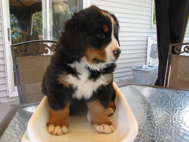 Mira - Bouvier Bernois Femelle (2 mois)