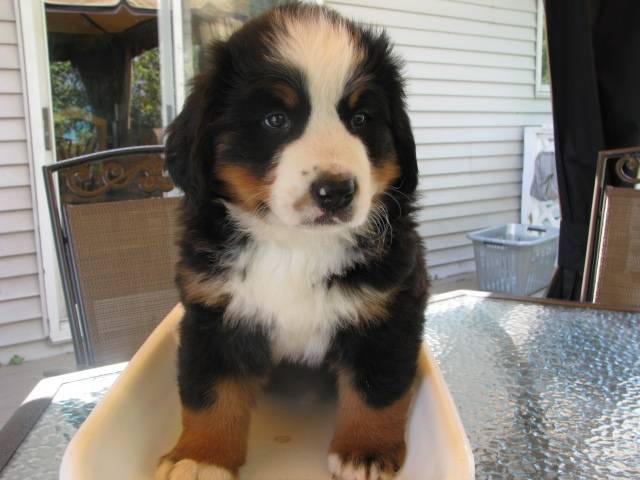 Mika - Bouvier Bernois Femelle (2 mois)