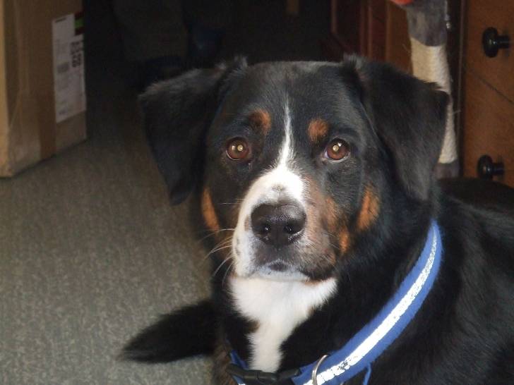 roucky - Bouvier Bernois Mâle (5 ans)