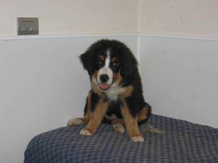 Roxy - Bouvier Bernois Femelle (4 mois)