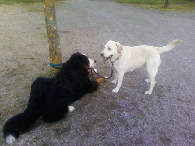 ... et ........... - Bouvier Bernois Mâle (1 mois)