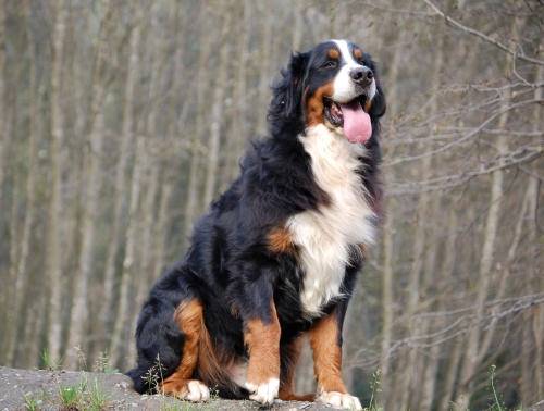 Bouvier Bernois - Bouvier Bernois