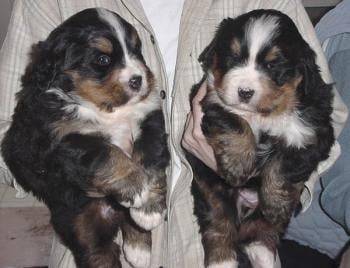 Bouvier Bernois - Bouvier Bernois