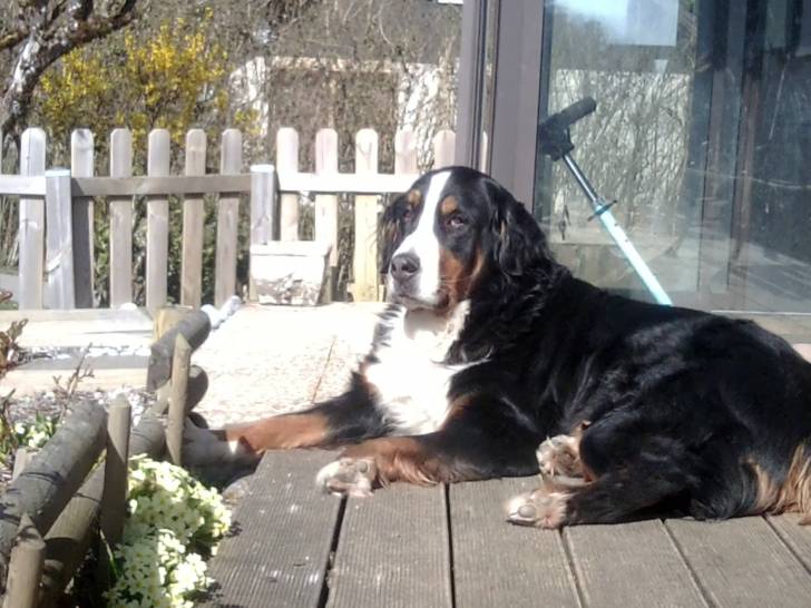 Cally - Bouvier Bernois Femelle (8 ans)