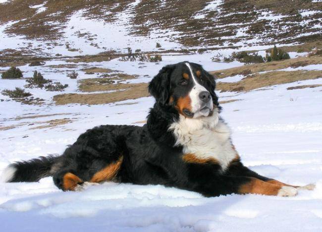 Bacchus 1 an et demi - Bouvier Bernois