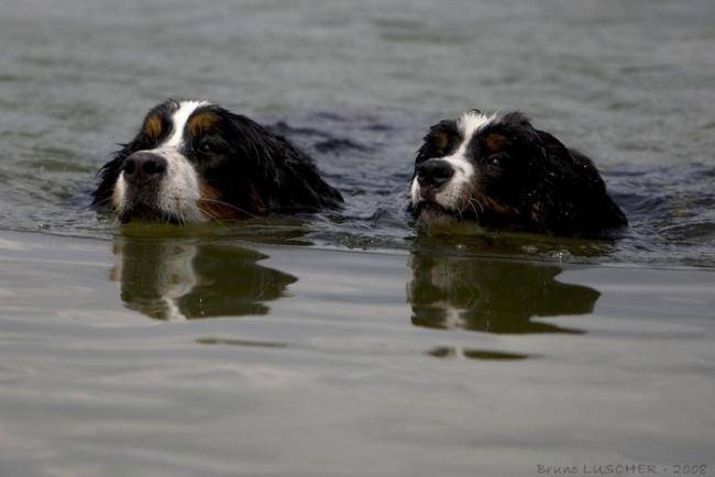 Photo de Bouvier Bernois : Don Diégo et Cheyenne - Bouvier Bernois