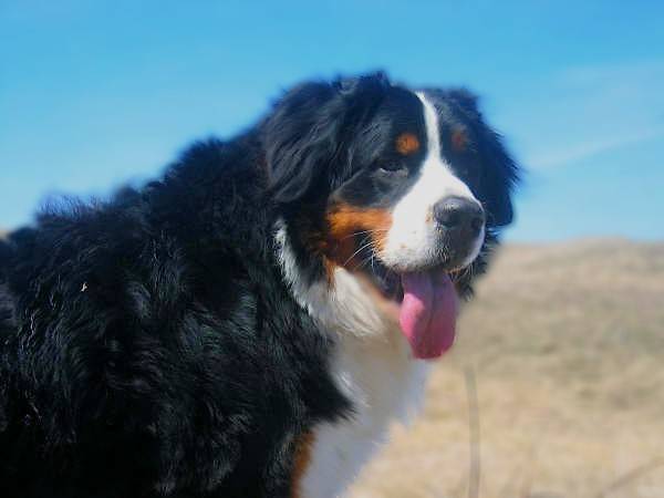Aïko mâle Bouvier Bernois de 2 ans - Bouvier Bernois (2 ans)