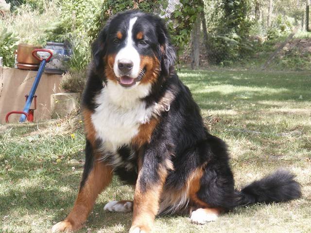 DIEGO du Domaine de FLORANGE - Bouvier Bernois