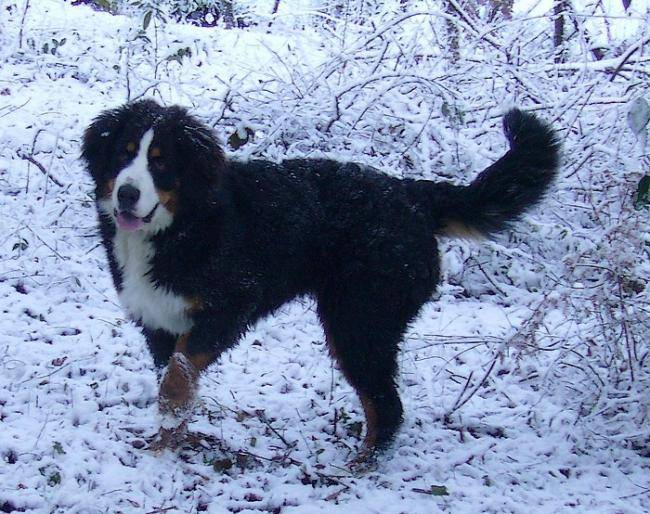 Erika du Château de l'Amour bouvier bernois 6 mois - Bouvier Bernois (6 mois)