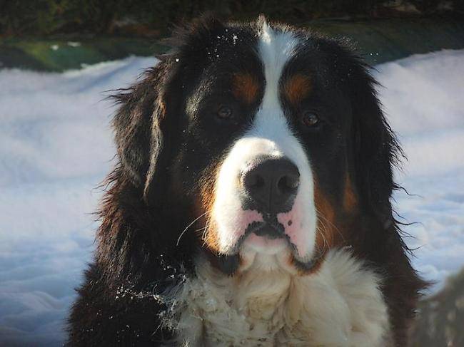 Photo Bouvier Bernois : Evrest - Bouvier Bernois