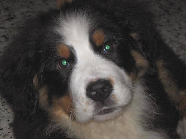 Bouvier bernois 10 semaines : adrien - Bouvier Bernois