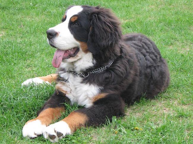 Adrien, 5 mois - Bouvier Bernois (5 mois)