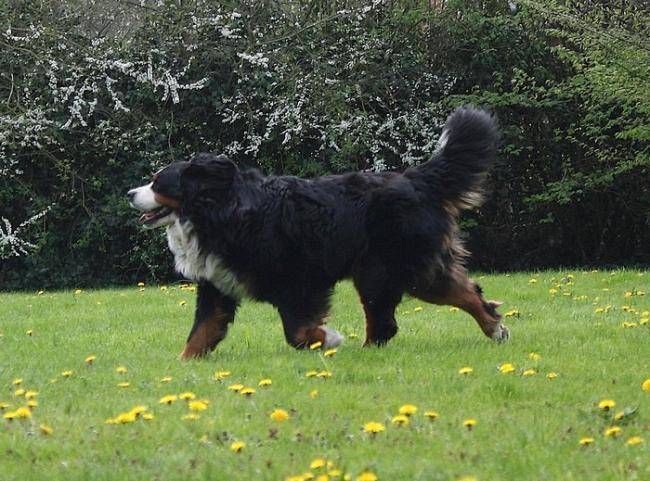 Apache de la Balade Du Briantais en action - Bouvier Bernois
