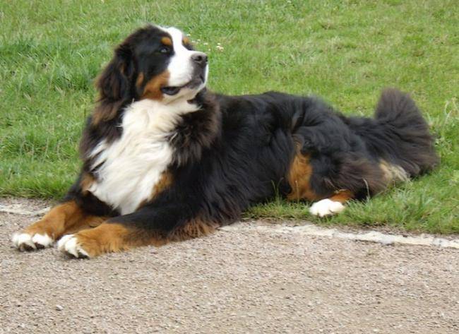 Diégo Bouvier Bernois mâle - Bouvier Bernois