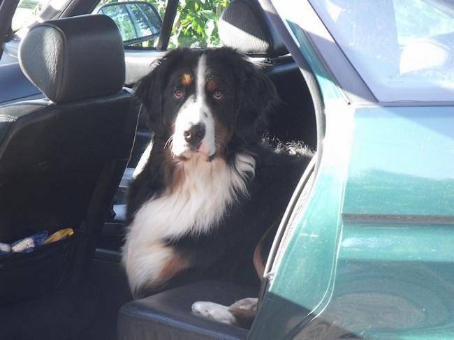 Elko - Bouvier Bernois