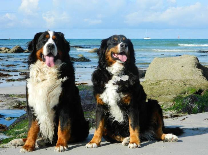 Mes Boubous Diva & Evrest - Bouvier Bernois