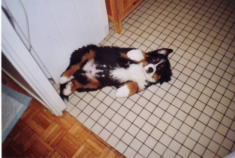 Okami - Bouvier Bernois Mâle (2 mois)