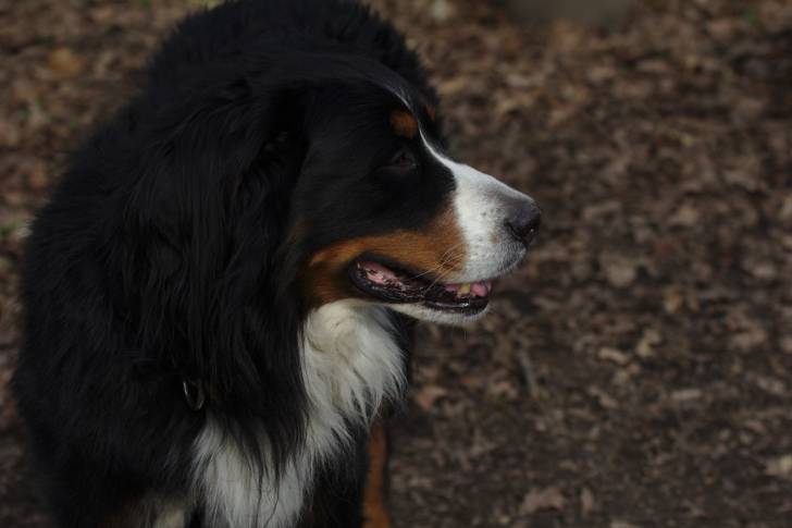 Un Bouvier Bernois dans la forêt
