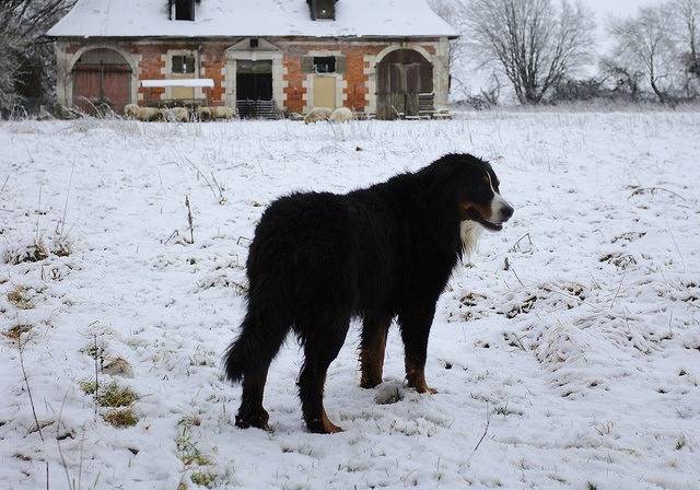 Photo Bouvier Bernois