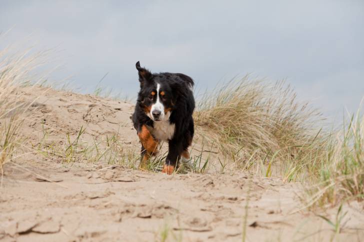 Photo Bouvier Bernois