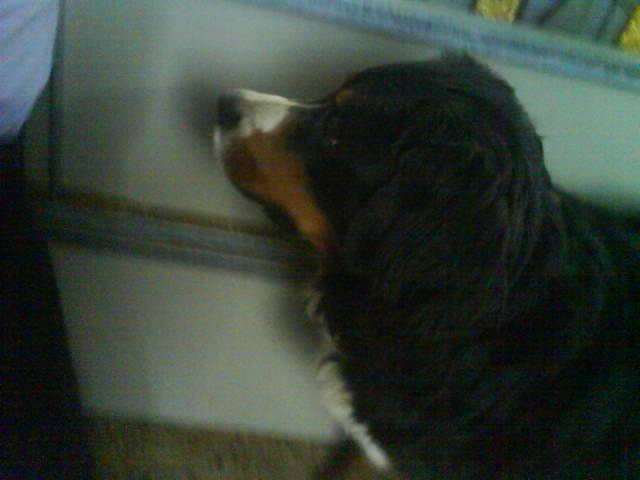 Avril - Bouvier Bernois Femelle (6 ans)