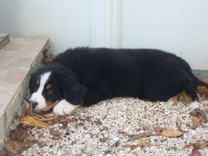 gandhi - Bouvier Bernois Mâle (11 mois)
