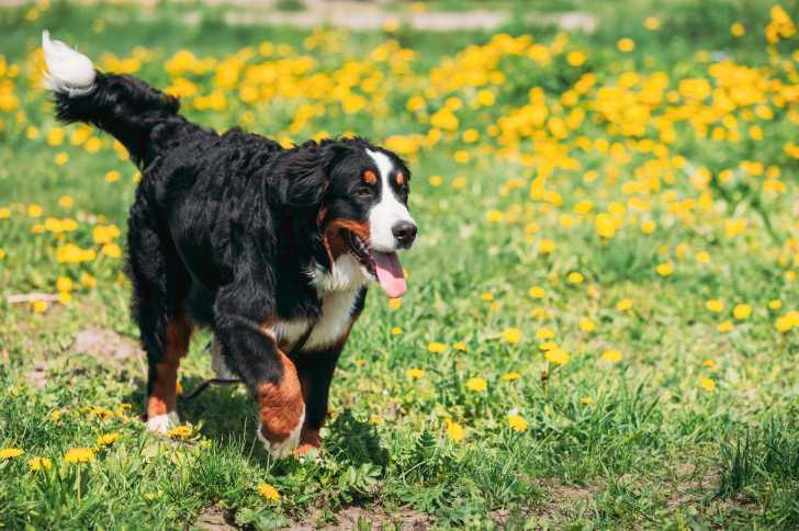 Photo Bouvier Bernois