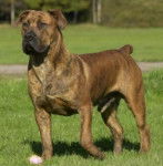 Boerboel - Boerboel
