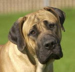 Boerboel - Boerboel