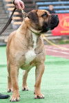 Photo Boerboel