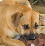 Photo Boerboel