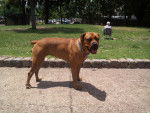 Photo Boerboel