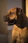 Photo Boerboel